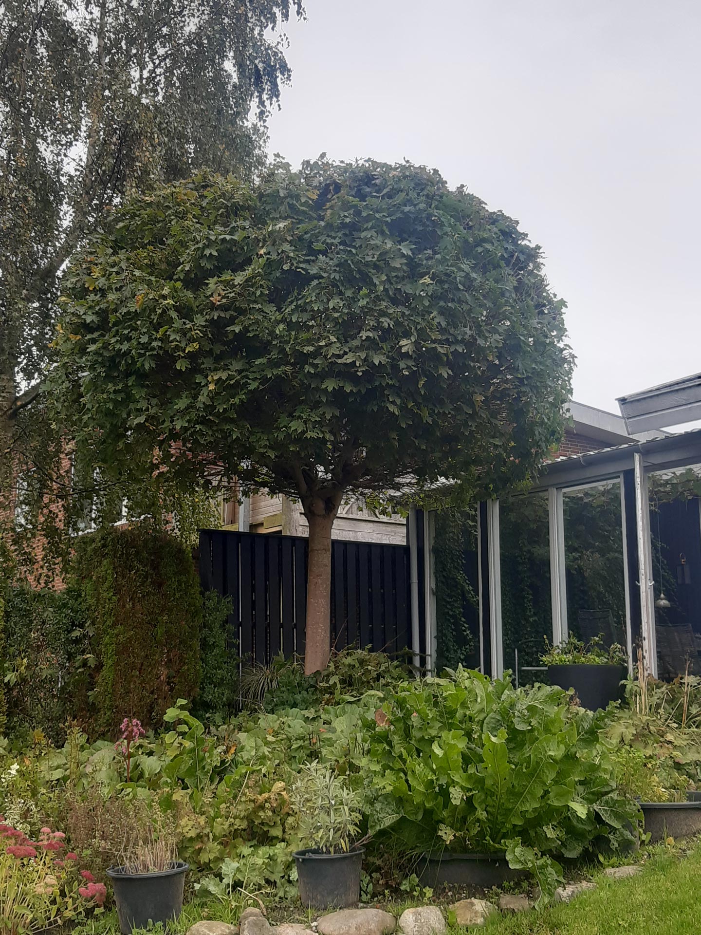 KM i fuld aktion med motor saven