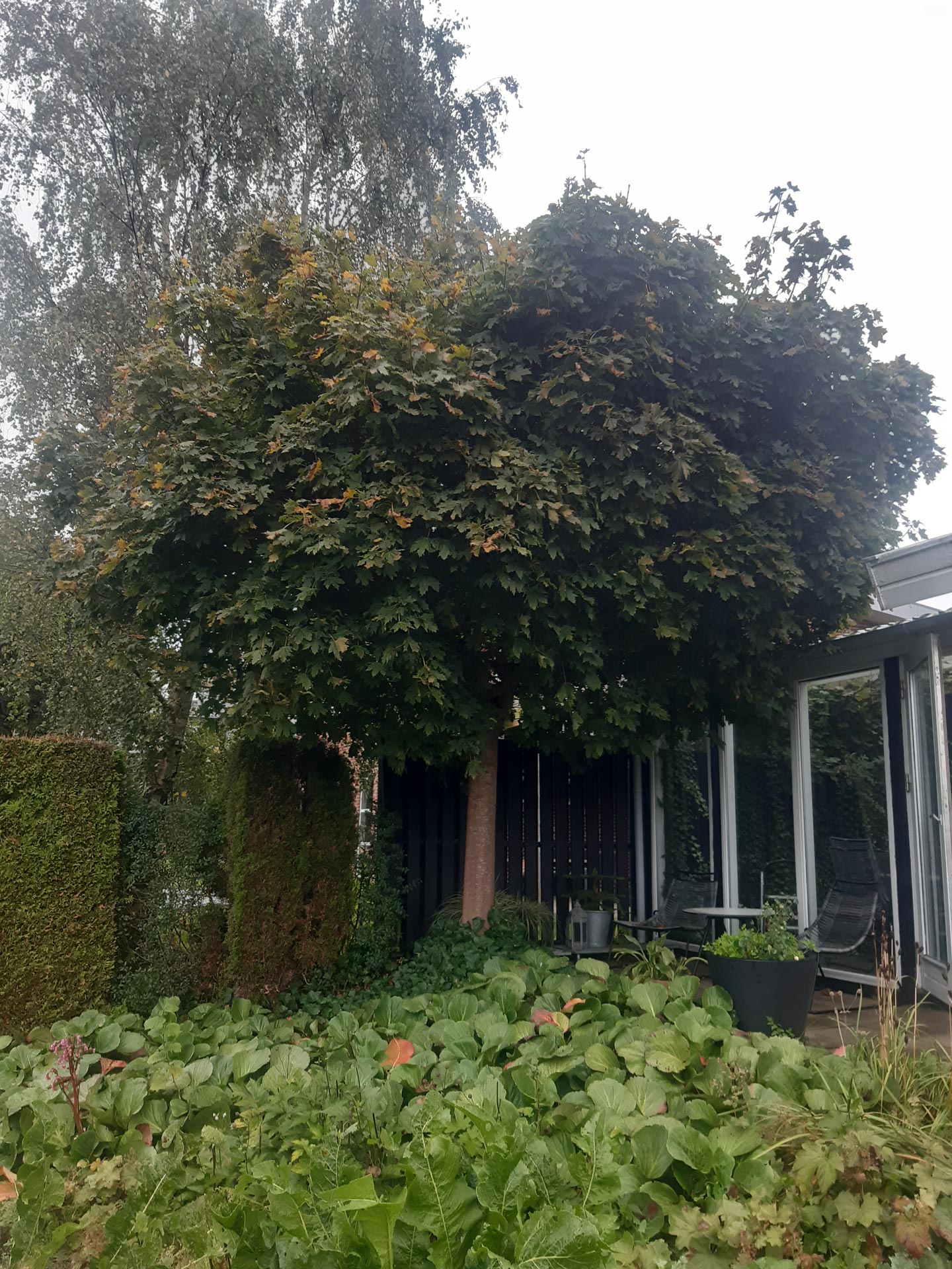 KM i fuld aktion med motor saven