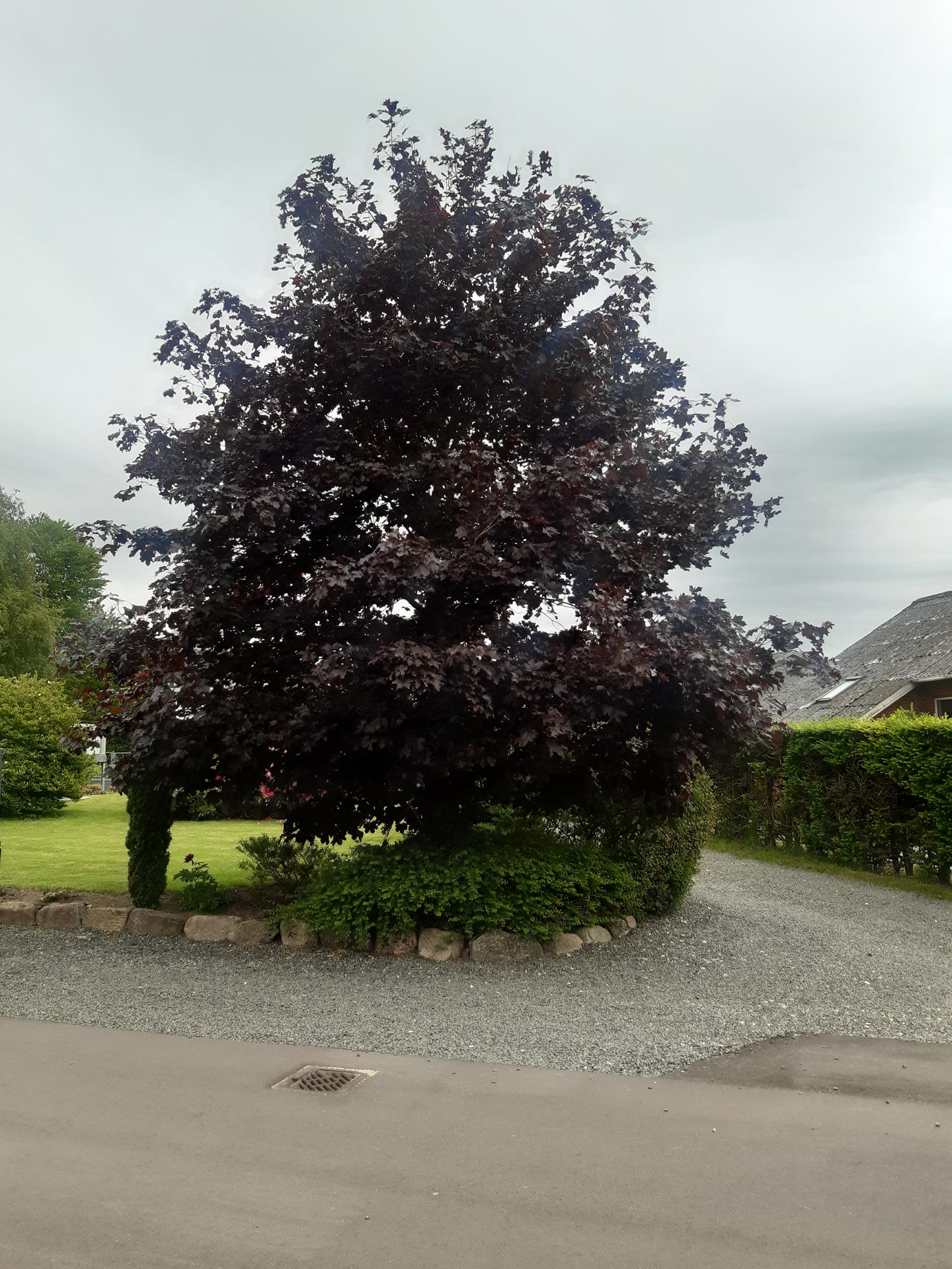 KM i fuld aktion med motor saven