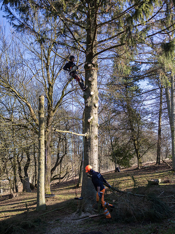 Et træ uden en topkapning